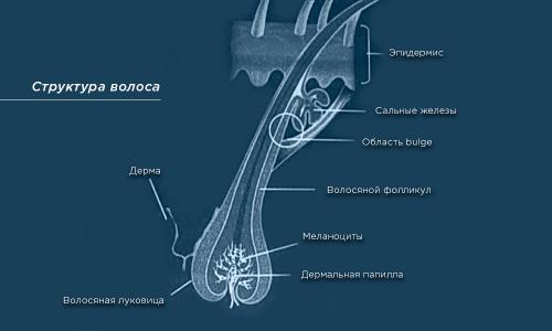 Как влияет цвет и структура волос на количество необходимых процедур. Анаген