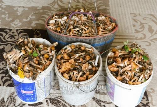 Полное руководство: как правильно варить опята для заморозки 05