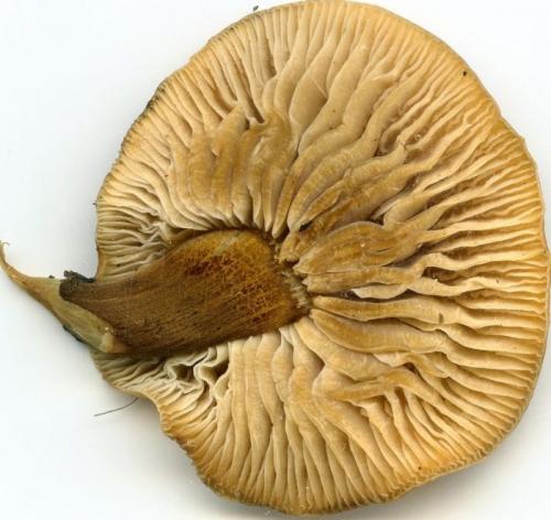 Какие необычные начинки можно использовать в фламмулине. Гриб Фламмулина (опёнок зимний): фото, описание, когда собирать, свойства и применение