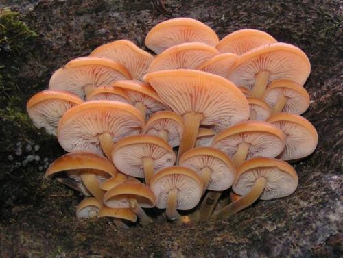 Какие необычные начинки можно использовать в фламмулине. Гриб Фламмулина (опёнок зимний): фото, описание, когда собирать, свойства и применение