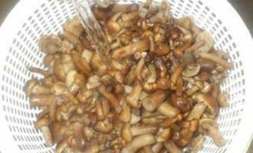 Как пожарить замороженные опята: простой рецепт для начинающих 03 Как пожарить замороженные опята: простой рецепт для начинающих 03