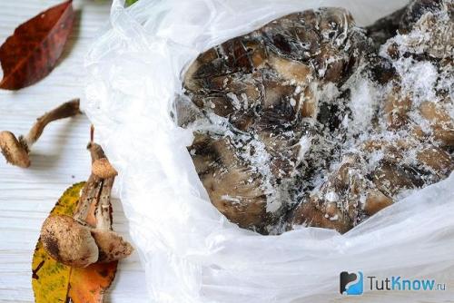 Полное руководство: как правильно варить опята для заморозки 13