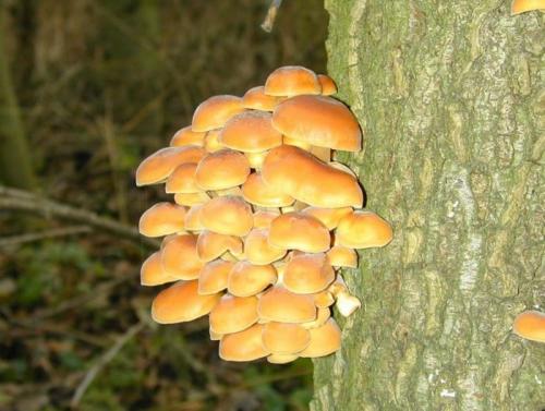 Какие необычные начинки можно использовать в фламмулине. Гриб Фламмулина (опёнок зимний): фото, описание, когда собирать, свойства и применение