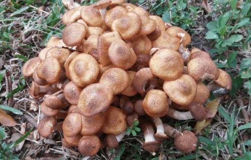 Как приготовить замороженные опята: простые и вкусные рецепты 09 Как приготовить замороженные опята: простые и вкусные рецепты 09