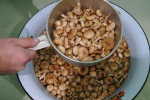 Как и сколько варить опята. Как варить опята: до полной готовности, нужно ли отварить для жарки, рецепты, советы