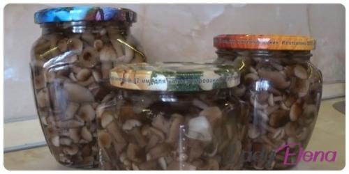 Сколько времени варить опята до готовности. Сколько минут варить опята для маринования