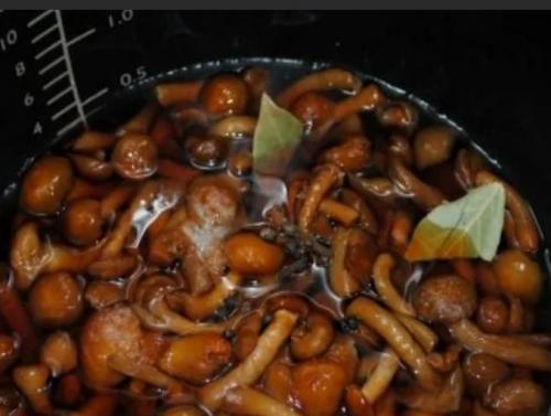 Как и сколько варить опята. Как варить опята: до полной готовности, нужно ли отварить для жарки, рецепты, советы