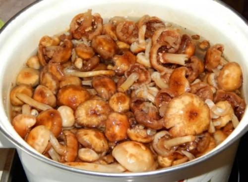 Как и сколько варить опята. Как варить опята: до полной готовности, нужно ли отварить для жарки, рецепты, советы