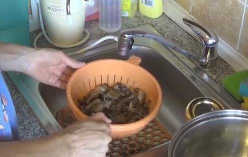 Можно ли консервировать опята на зиму. Маринованные опята на зиму — самые вкусные рецепты приготовления