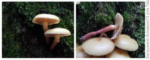 Как приготовить вкусное блюдо из фламмулины зимнего опенка для начинающих. Омлет с зимним оп нком