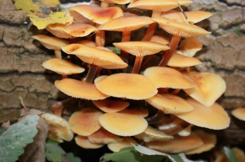 Можно ли есть сырые грибы фламмулины зимнего опенка, или их обязательно нужно варить. Идём на «тихую охоту». Какие грибы можно собирать даже зимой?