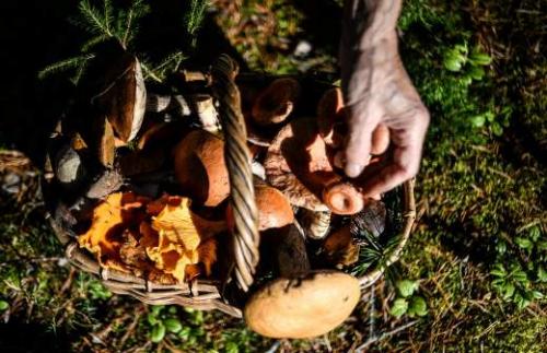 Заготовка опята на зиму: простые и вкусные рецепты 05 Заготовка опята на зиму: простые и вкусные рецепты 05