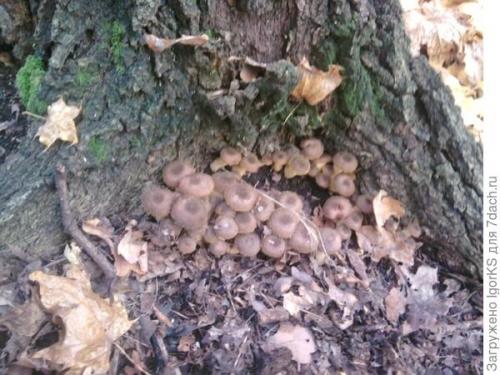 Какие существуют основные методы заготовки опят на зиму. Собираем и маринуем осенние опята