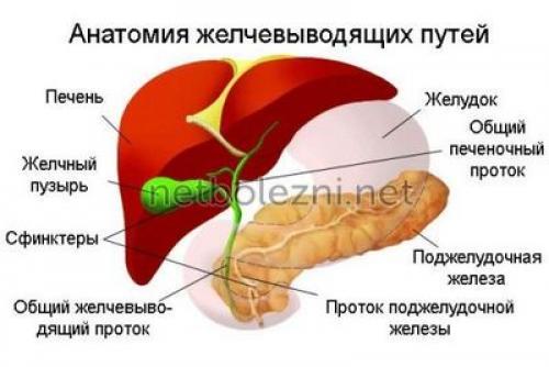 Диета после удаления желчного пузыря с первых дней до 1 года. Особенности питания после холецистэктомии 05 Диета после удаления желчного пузыря с первых дней до 1 года. Особенности питания после холецистэктомии 05