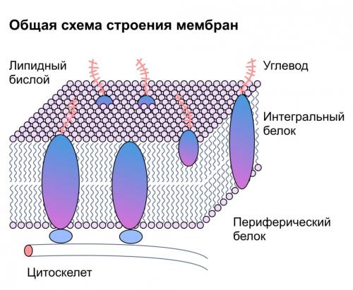 Омега-3 и омега-6: полезные свойства и их влияние на здоровье Омега-3 и омега-6: полезные свойства и их влияние на здоровье